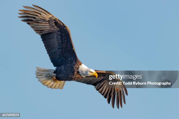 king of the sky - eagle flying stock pictures, royalty-free photos & images