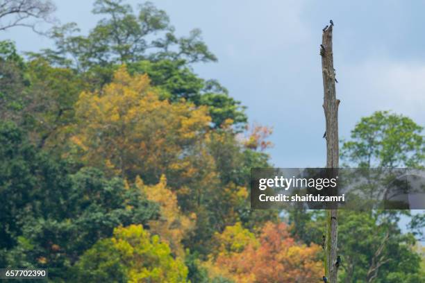 a colourful of forest in royal belum rainforest park -is believed to have been in existence for over 130 million years making it one of the world’s oldest rainforests. - perak state photos et images de collection