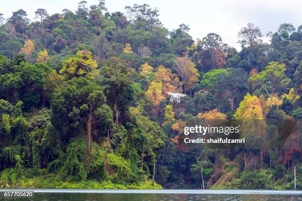 a colourful of forest in royal belum rainforest park -is believed to have been in existence for over 130 million years making it one of the world’s oldest rainforests. - perak state photos et images de collection