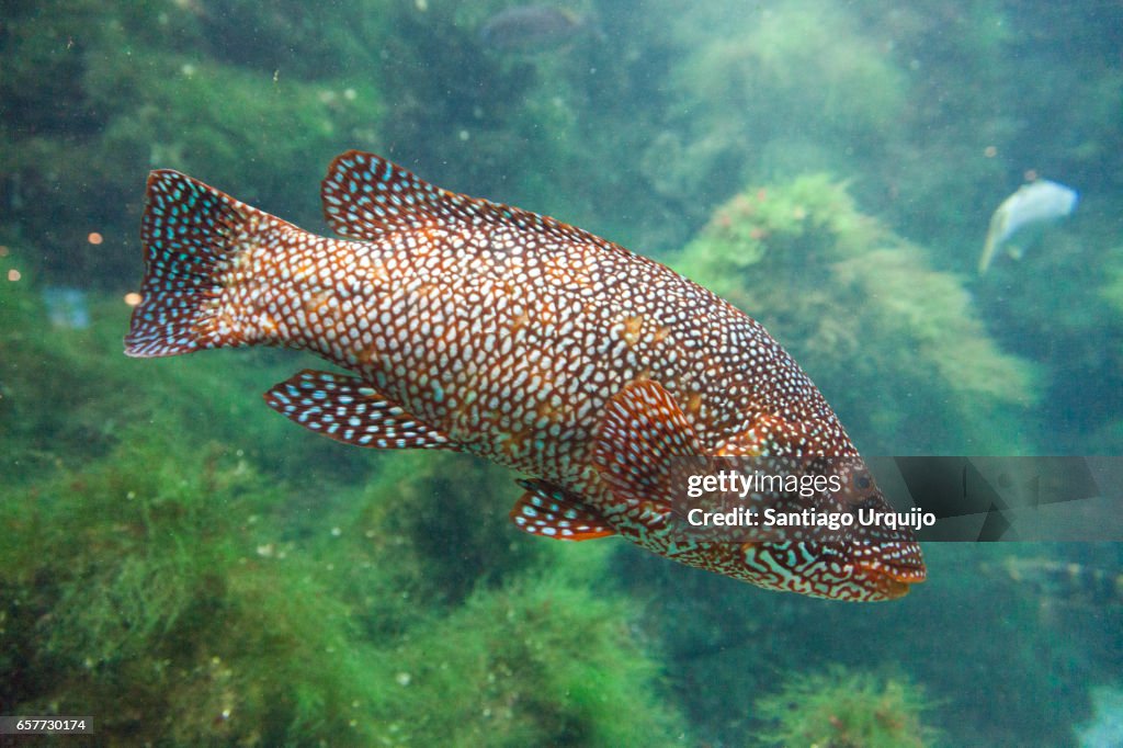 Ballan Rass Ballan Wrasse High-Res Stock Photo - Getty Images