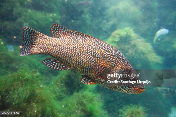 ballan wrasse (labrus bergylta) - spotted wrasse stock pictures, royalty-free photos & images