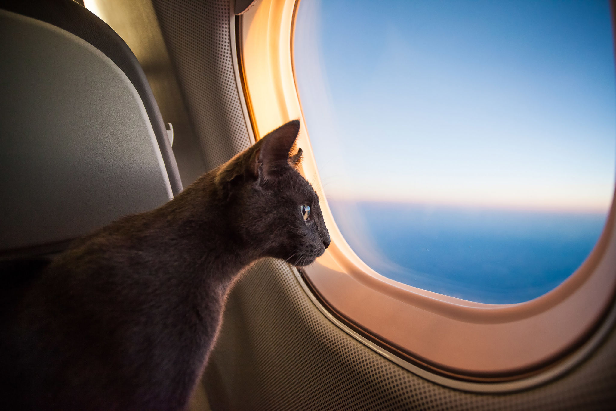 Curious passenger Curious passenger