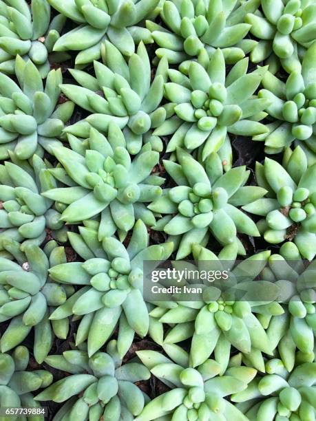 full frame of green tropical potted succulent - houseleek stock pictures, royalty-free photos & images