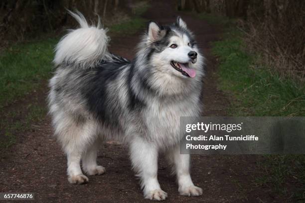 husky malamute - malamute stock pictures, royalty-free photos & images