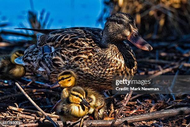 mallard ducklings - mallard duck stock pictures, royalty-free photos & images