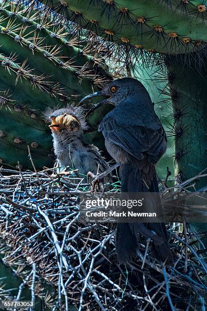 nesting curve-billed thrasher - sichelspötter stock-fotos und bilder