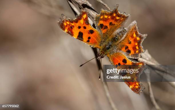 Comma Pattern 855 Comma Pattern Stock Photos, High-Res Pictures, and Images - Getty ...