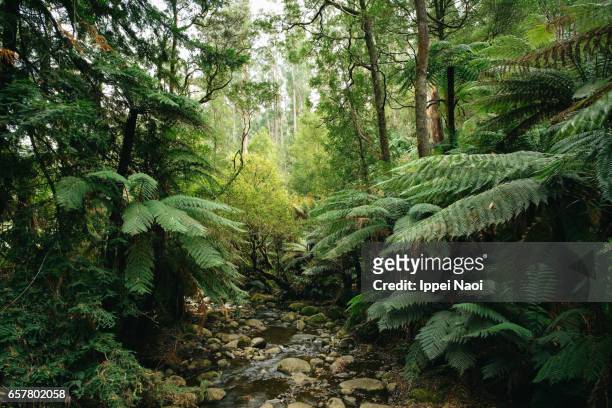 lush green forest of dandenong ranges national park, victoria, australia - lussureggiante descrizione foto e immagini stock