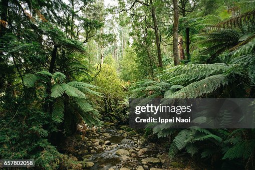 Lush green forest of Dandenong Ranges National Park, Victoria, Australia Lush green forest of Dandenong Ranges National Park, Victoria, Australia
