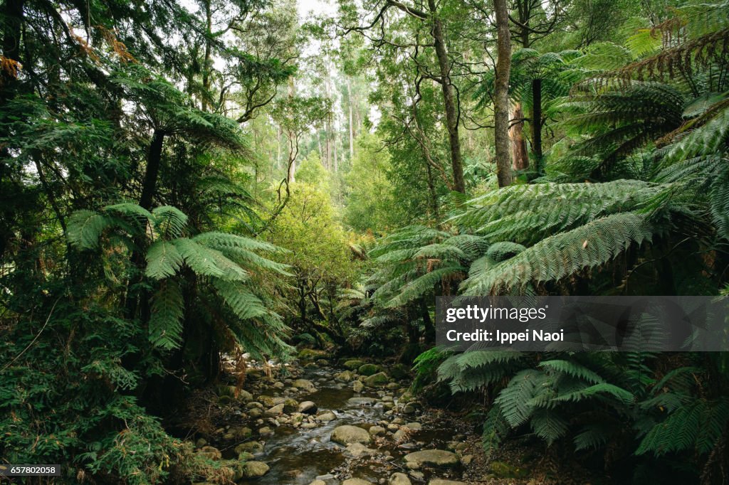 Lush green forest of Dandenong Ranges National Park, Victoria, Australia