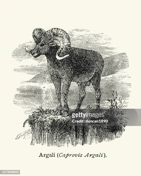 natural history - argali mountain sheep - argali stock illustrations