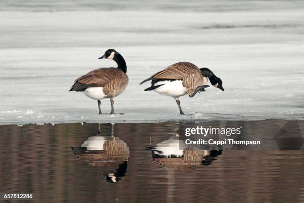 pair of canada geese standing on ice - river androscoggin stock pictures, royalty-free photos & images