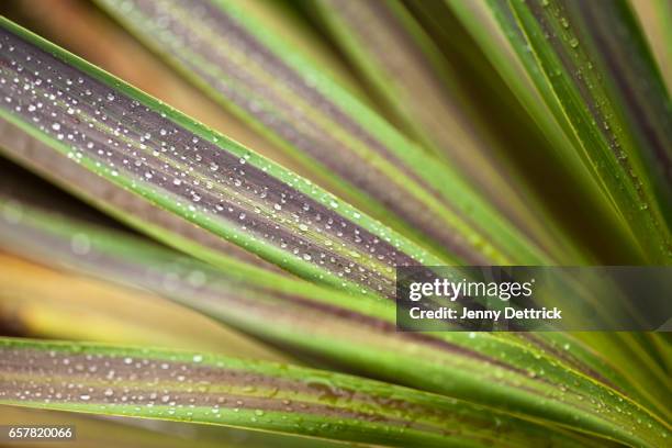 rain drops on cordyline leaves - cordyline stockfoto's en -beelden