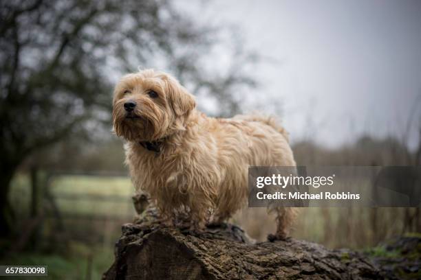 norfolk  terrier - norfolk terrier stock-fotos und bilder