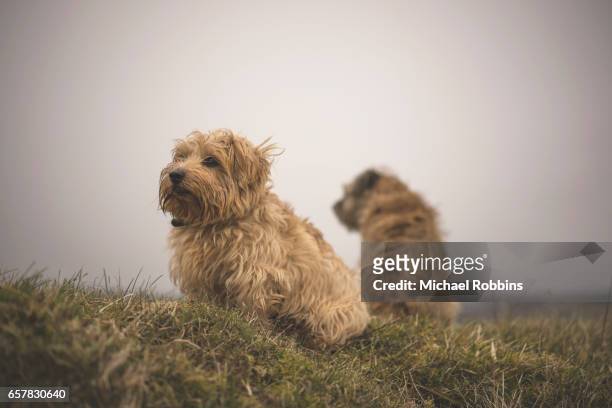 norfolk and border terrier - norfolk terrier stock-fotos und bilder