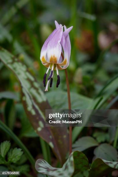 erythronium dens-canis alias dogtooth violet - erythronium dens canis stock pictures, royalty-free photos & images