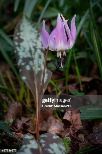 erythronium dens-canis alias dogtooth violet - erythronium dens canis stock pictures, royalty-free photos & images