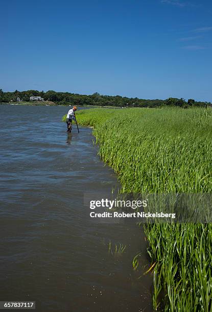 Man digs for quahog clams with a metal rake at low tide in Town Cove of Orleans, Massachusetts on July 14, 2012. Quahogs are the predominant mollusk...