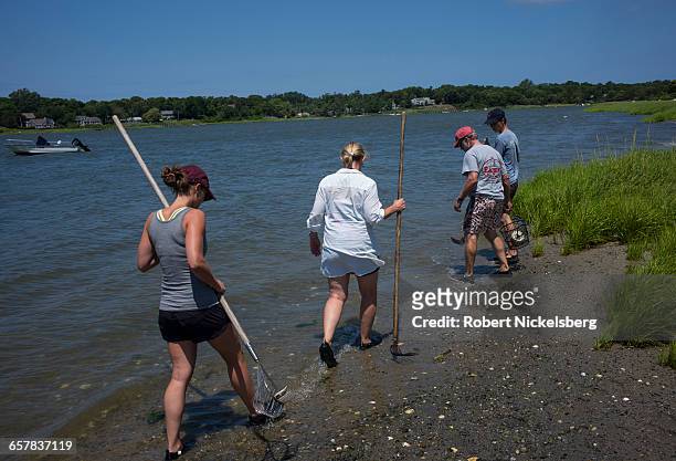 Group begins clamming at low tide in Town Cove of Orleans, Massachusetts on July 14, 2012. Quahogs are the predominant mollusk found in the coves...