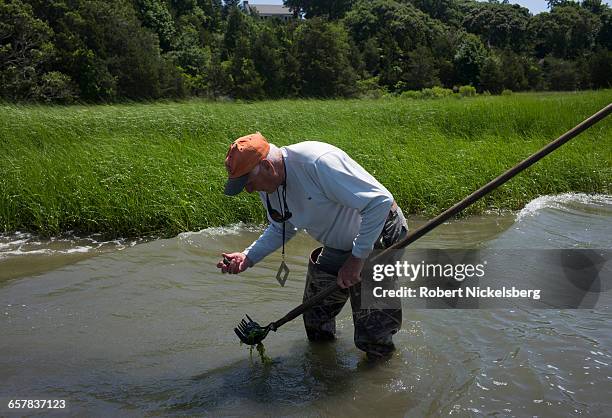 Man digs for quahog clams with a metal rake at low tide in Town Cove of Orleans, Massachusetts on July 14, 2012. Quahogs are the predominant mollusk...