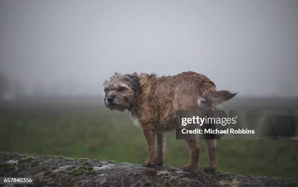 border terrier - norfolk terrier stock pictures, royalty-free photos & images