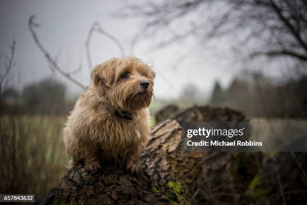 norfolk  terrier - norfolk terrier - fotografias e filmes do acervo