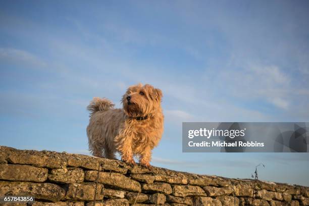 norfolk terrier - norfolk terrier stock pictures, royalty-free photos & images