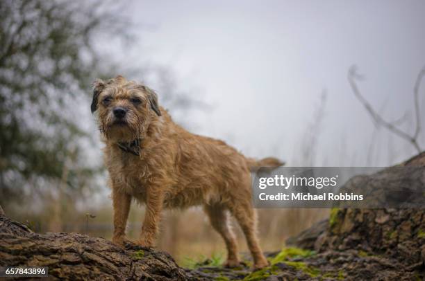 border terrier - norfolk terrier stock pictures, royalty-free photos & images