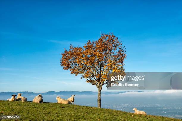 sheep lying under tree on a hill - vorarlberg imagens e fotografias de stock