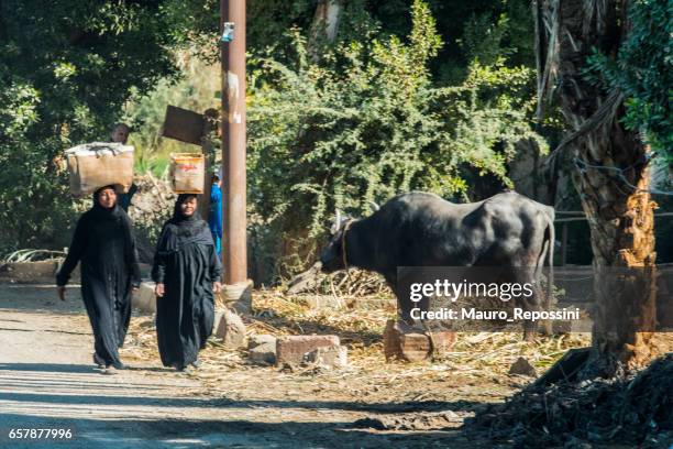 two women carrying boxes on head at a luxor street, egypt. - carrying on head stock pictures, royalty-free photos & images