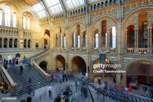 natural history museum - dippy diplodocus im naturhistorischen museum london stock-fotos und bilder