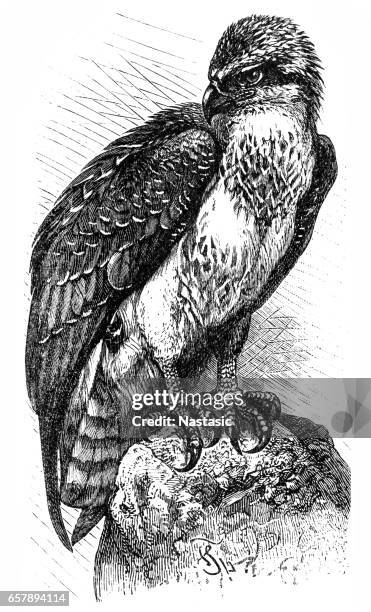 osprey (pandion haliaetus) - osprey stock illustrations