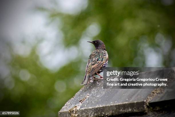 starling perching on rooftop - gregoria gregoriou crowe fine art and creative photography - fotografias e filmes do acervo