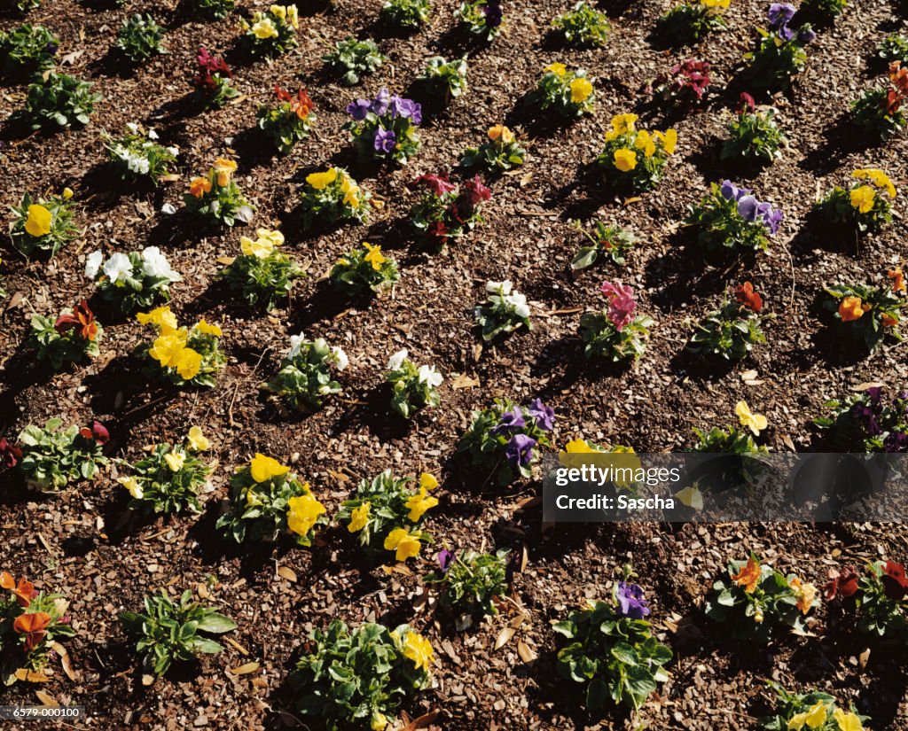 Flowers in Flower Bed