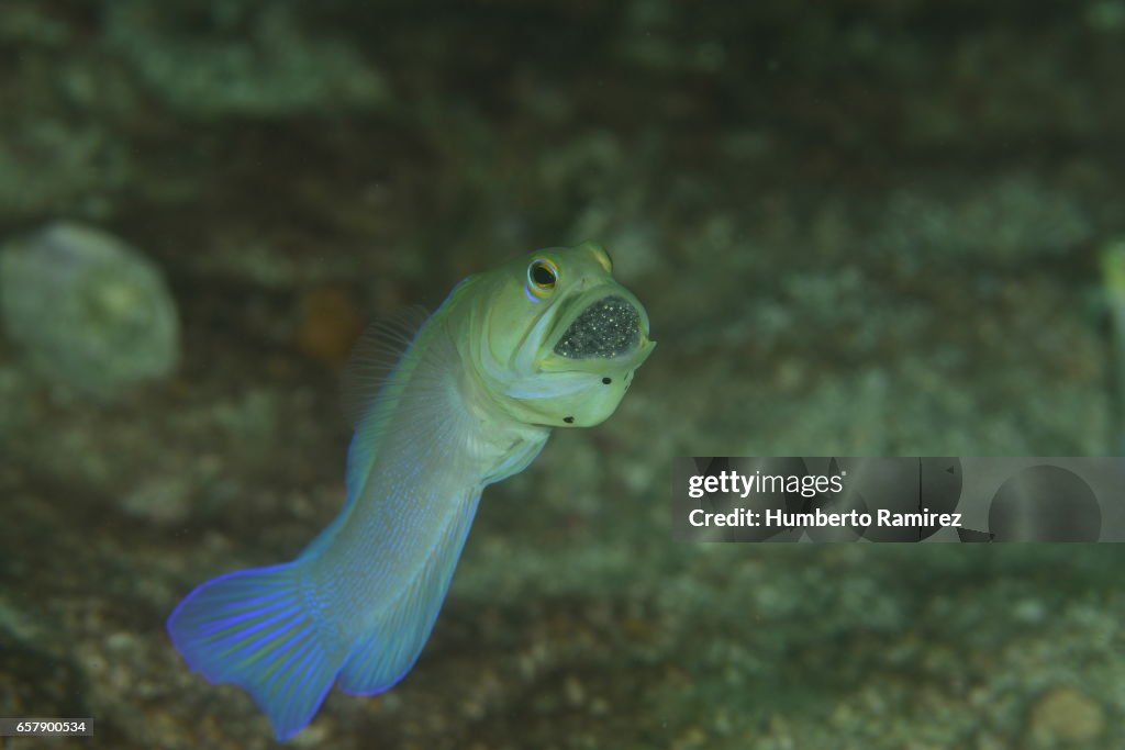 Caribbean Sea Reef Fish