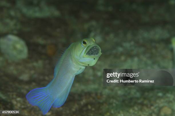 caribbean sea reef fish - yellowhead jawfish stock pictures, royalty-free photos & images