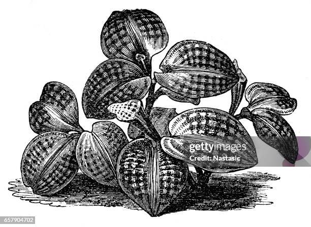 jewel orchid (macodes petola) - vanilla orchid stock illustrations