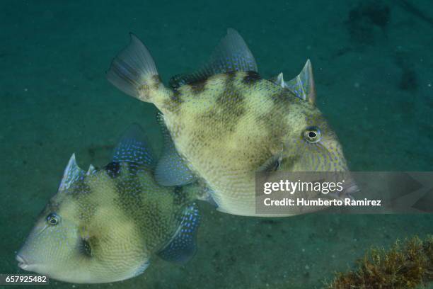 grey triggerfish - grey triggerfish stock pictures, royalty-free photos & images