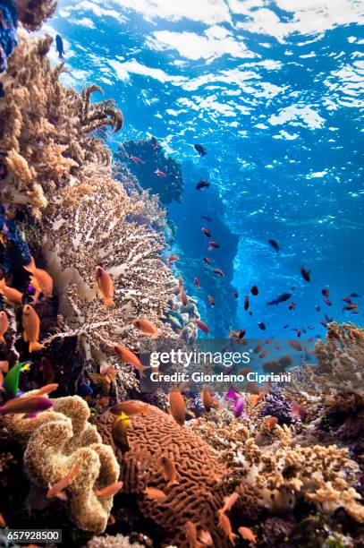 the undersea world of komodo. - zoology stock pictures, royalty-free photos & images