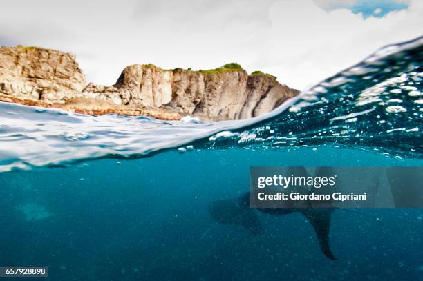 the undersea world of komodo. - dasiatide foto e immagini stock