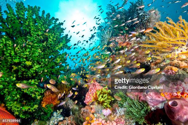 the undersea world of komodo. - ecosistema fotografías e imágenes de stock