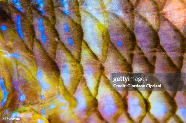 the undersea world of komodo. - fish scale pattern stock pictures, royalty-free photos & images