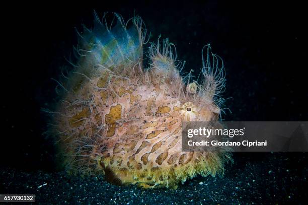 the undersea world of komodo. - yellow frogfish stock pictures, royalty-free photos & images