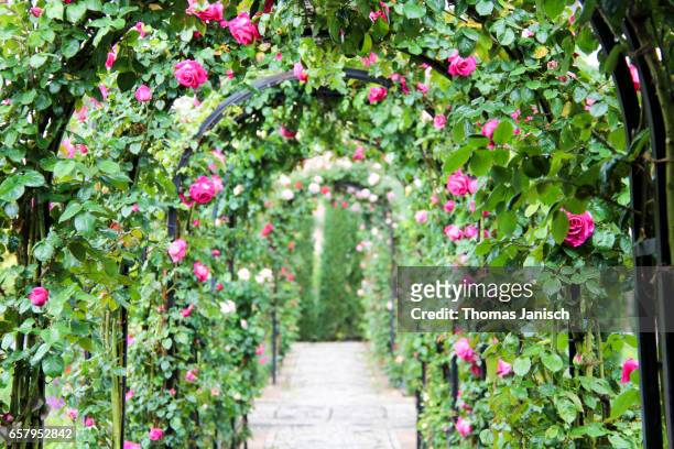 roses in the garden of the generalife, alhambra palace, granada - grounds imagens e fotografias de stock