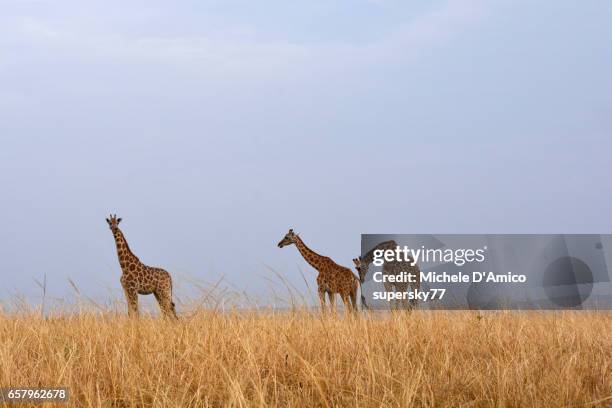 male rothschild's giraffe approaching a female - flehmen behaviour foto e immagini stock