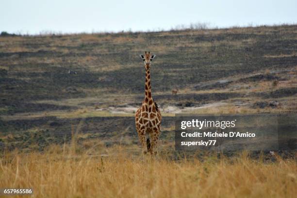 lonely rothschild's giraffe in the dry grass - buphagus africanus stock pictures, royalty-free photos & images