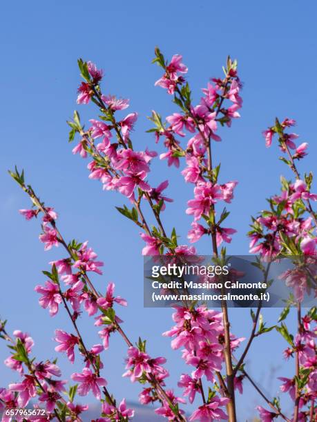 cherry flowers in blossom spring - inquadratura dal basso stock pictures, royalty-free photos & images
