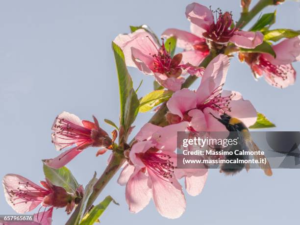 cherry flowers in blossom spring - inquadratura dal basso 個照片及圖片檔