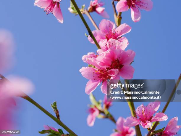 cherry flowers in blossom spring - serenità stockfoto's en -beelden