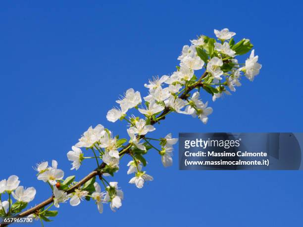 cherry flowers in blossom spring - soleggiato stock-fotos und bilder